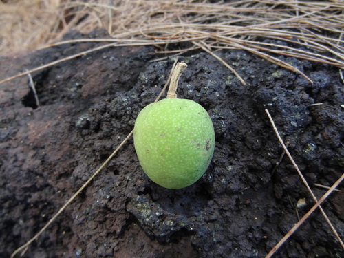 Noronhia emarginata image