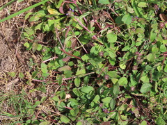 Prunella vulgaris vulgaris