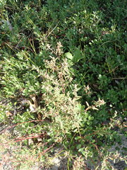 Crocanthemum dumosum