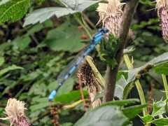 Enallagma cyathigerum