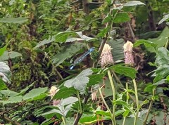 Enallagma cyathigerum