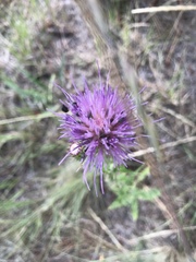 Cirsium neomexicanum