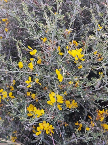 Avistamiento Calicotome villosa