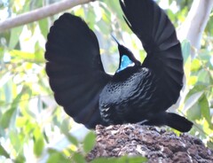 Paradise Riflebird photo 2