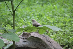 Argya striata