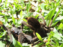 Acanthoscurria cordubensis