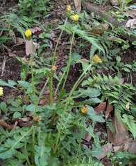 Taraxacum platycarpum, photograph mami_t_t, CC BY, iNaturalist via GBIF
