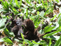 Acanthoscurria cordubensis