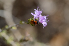 Coptocephala