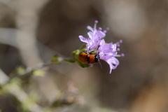 Coptocephala