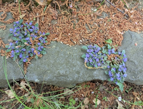 Image of Ajuga decumbens by (c) mami_t_t, some rights reserved (CC BY)