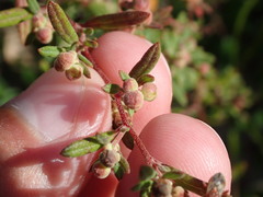Crocanthemum dumosum