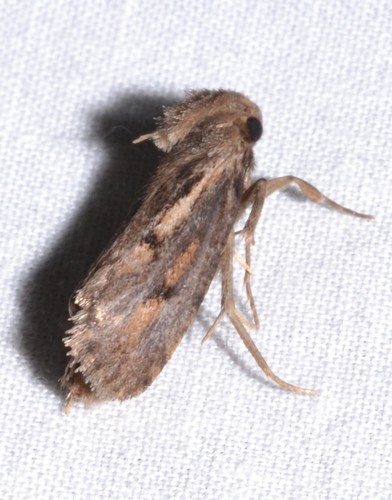 Clemens' Grass Tubeworm Moth