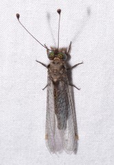 Ululodes floridanus