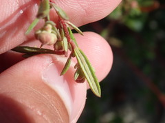 Crocanthemum dumosum