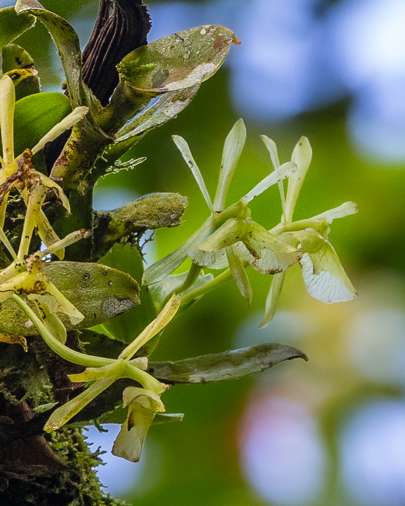 Epidendrum latilabre Lindl. 3