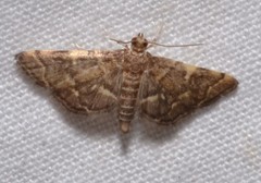Steniini