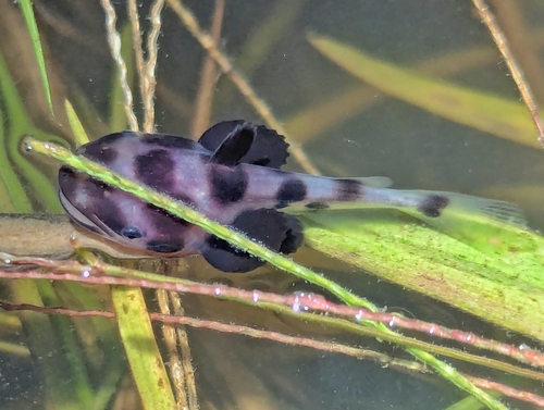 Catfish (Ageneiosus inermis) — Auchenipteridae