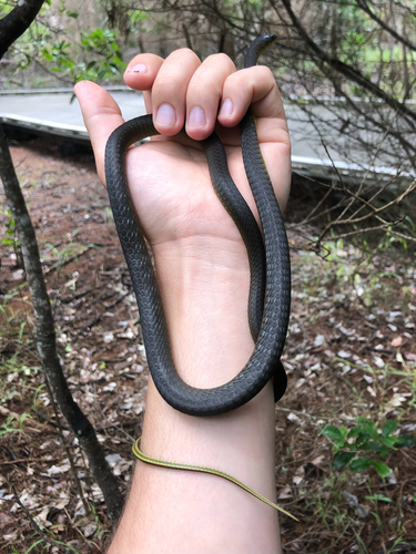 Common Tree Snake sighting