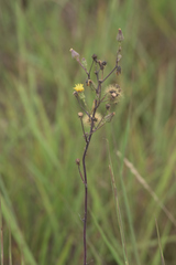 Hieracium longipilum