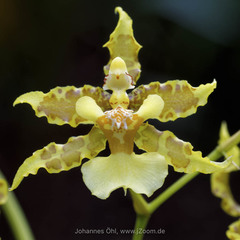 Oncidium lineoligerum