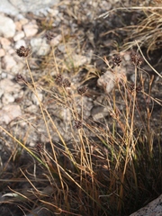Carex abrupta