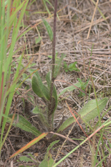 Hieracium longipilum