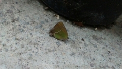 Callophrys xami
