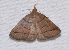 Zanclognatha obscuripennis