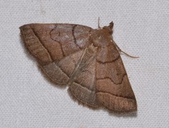 Zanclognatha obscuripennis