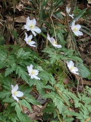 Anemone nikoensis, photograph mami_t_t, CC BY, iNaturalist via GBIF