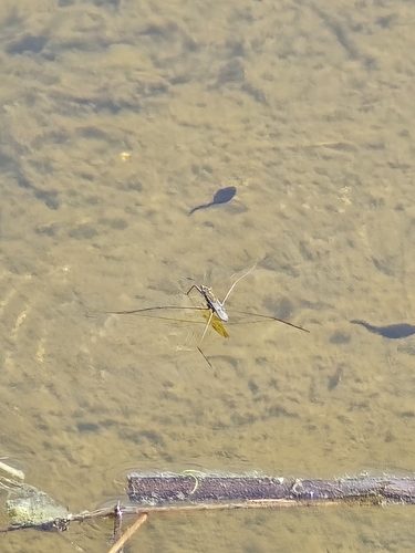 lake pondskater, 5032 PJ Tilburg, Nederland, photo 10 of 10