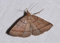 Zanclognatha obscuripennis