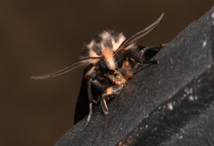 Apantesis figurata