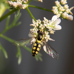 Allograpta calopoides