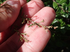 Lechea intermedia intermedia