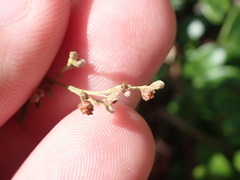 Lechea intermedia intermedia