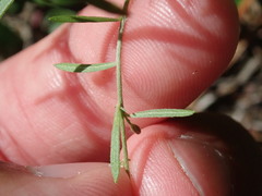 Lechea intermedia intermedia