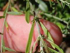 Lechea intermedia intermedia