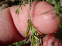 Lechea intermedia intermedia