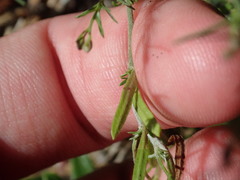 Lechea intermedia intermedia