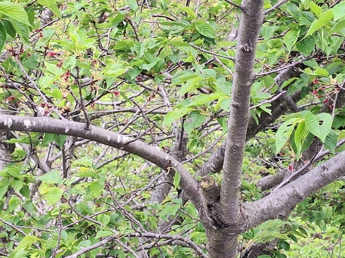 Image of Prunus sargentii by (c) Jeff Lahr, some rights reserved (CC BY)