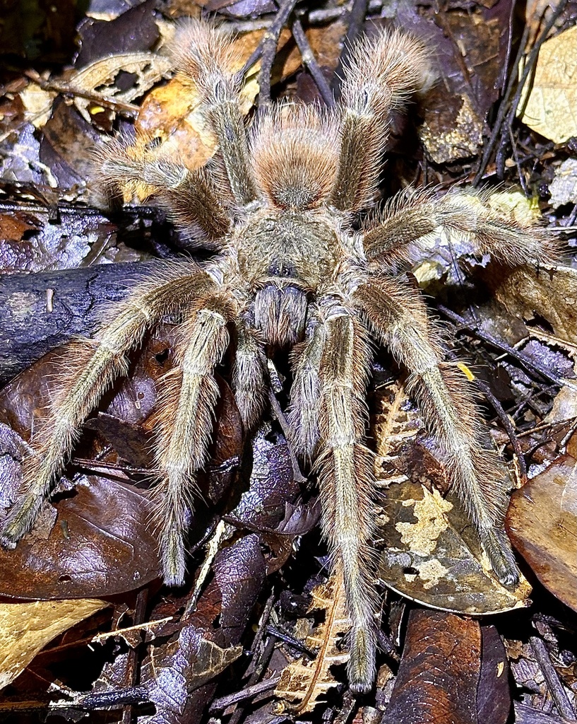 Mygale géante blonde du Brésil (Nhandu tripepii)