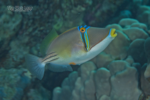 Arabian Picasso Triggerfish — seen at this dive site