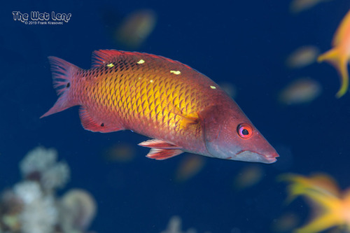 Photo of Diana's hogfish (Bodianus diana)