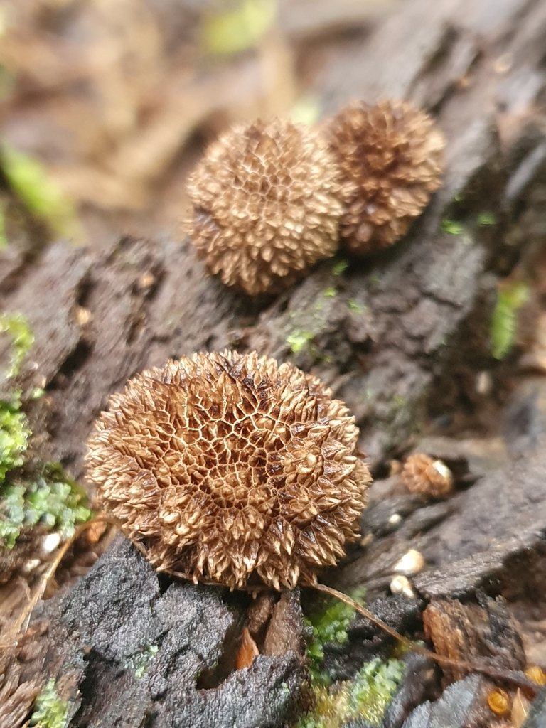 Lycoperdon compactum · April 2025 · photo: © corli (iNaturalist, cc-by)