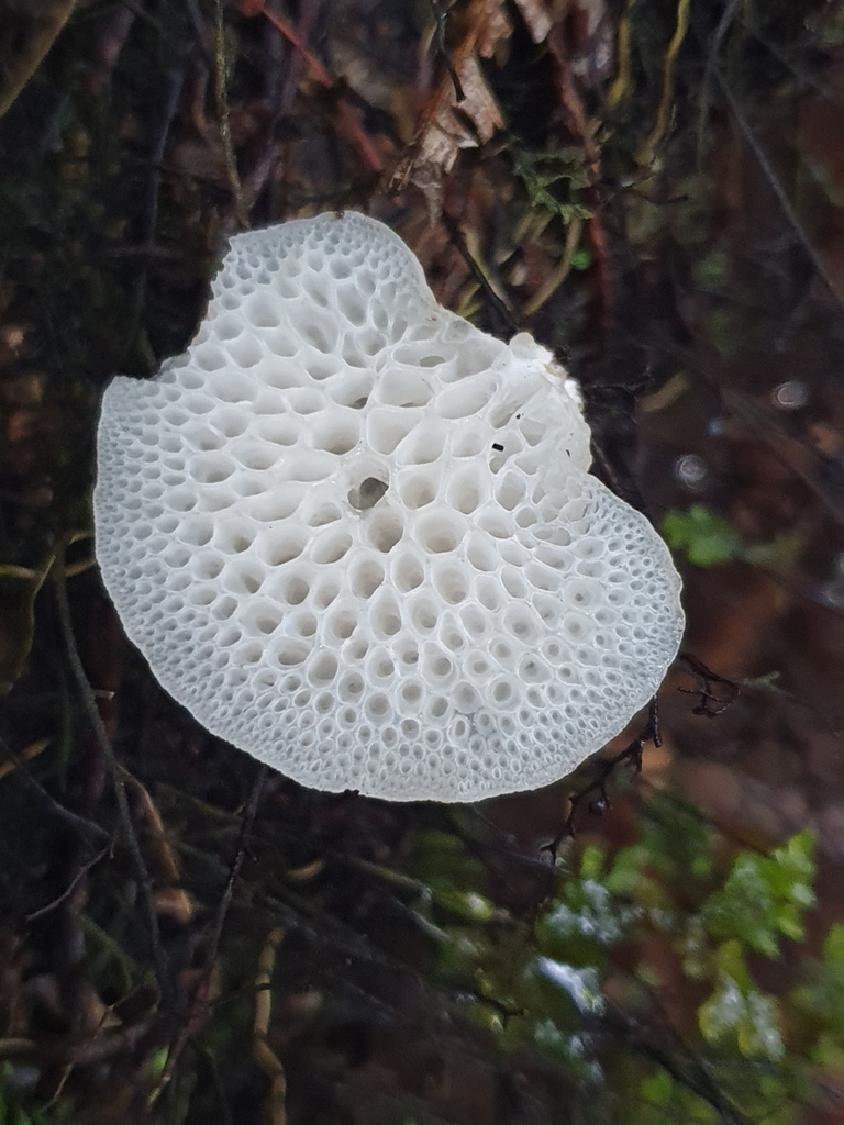 Favolaschia pustulosa · April 2025 · photo: © corli (iNaturalist, cc-by)