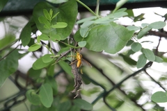 Polistes wattii