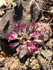 Allium parishii