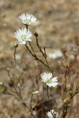 Hemizonia congesta luzulifolia
